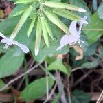 Saponaria officinalis Fula