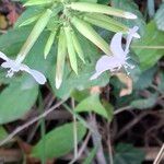 Saponaria officinalis 花