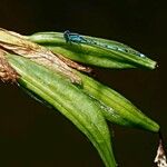 Iris pseudacorus ഫലം