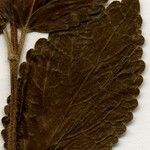 Marrubium alysson Leaf