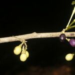 Cestrum microcalyx Ffrwyth