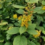 Solidago flexicaulis ഇല