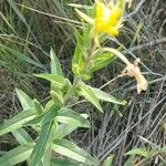 Oenothera villosa Fiore