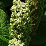 Phytolacca acinosa Mbuma