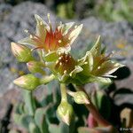 Sedum oregonense Kwiat