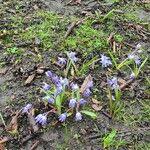 Scilla forbesii Habit