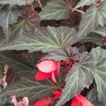 Begonia boliviensis आदत