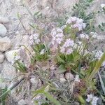 Valeriana coronata Blad