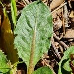 Taraxacum obovatum पत्ता