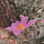 Cistus albidusFlower