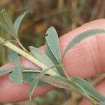 Chamaecytisus ruthenicus Leaf