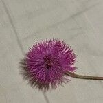 Mimosa quadrivalvis 花