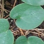 Epimedium × versicolor List