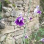 Salvia candelabrum Flor