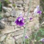 Salvia candelabrum Blomma