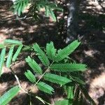 Albizia niopoides ഇല