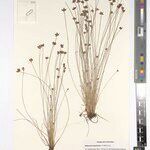 Bulbostylis oligostachys अन्य