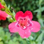 Penstemon barbatus Λουλούδι
