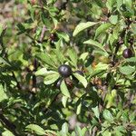 Rhamnus saxatilis Gyümölcs