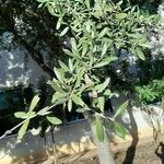 Quercus fusiformis Hoja