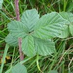 Rubus horrefactus Övriga