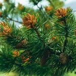 Pinus contorta Blomma