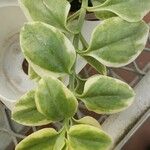 Dorotheanthus bellidiformis Hoja
