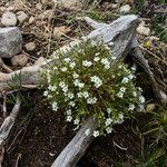 Sabulina verna Hábitos