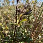 Salix repens Hábito