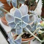 Graptopetalum paraguayense Foglia