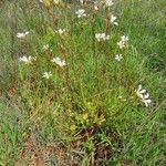 Saxifraga granulata 整株植物