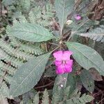 Impatiens firmula Otro