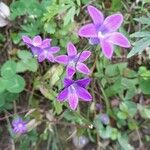 Campanula patula花