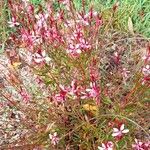 Gaura lindheimeri ᱛᱟᱦᱮᱸ