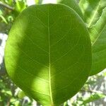 Chrysobalanus icaco Feuille