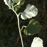 Malvella leprosa Leaf