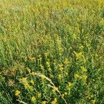 Inula salicina Libunga