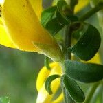 Genista pilosa Листок