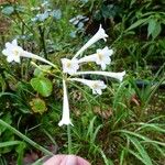 Cyrtanthus mackenii Flower