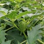 Datura stramoniumПлод