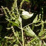 Scutellaria lateriflora موطن