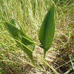 Ophioglossum vulgatum Habit