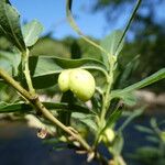 Salix purpureaPlod