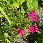 Penstemon barbatus Flower