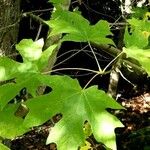 Acer macrophyllum Folha