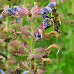 Salvia candelabrum Flor