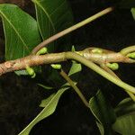 Ficus citrifolia Кора