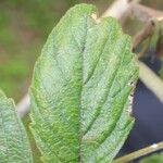 Rubus apetalus Leaf