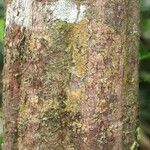 Elvasia elvasioides Bark