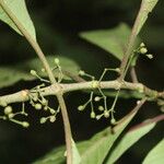 Hoffmannia nicotianifolia Fruit